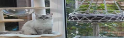 Ragdoll cats for sale: GCCF Reg Ragdoll Kittens – Outstanding GrCh Lines in Droitwich - Advert 10