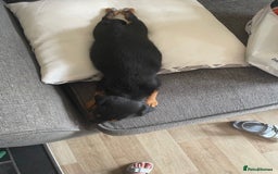 Jack Russell dogs for sale: 10 week old female Jack Russell pup - Image 4