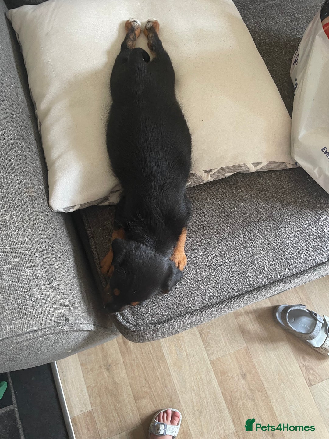 Jack Russell dogs for sale: 10 week old female Jack Russell pup - Image 4