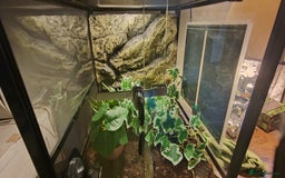 Gecko reptiles for sale: Full setup komodo  - Image 4