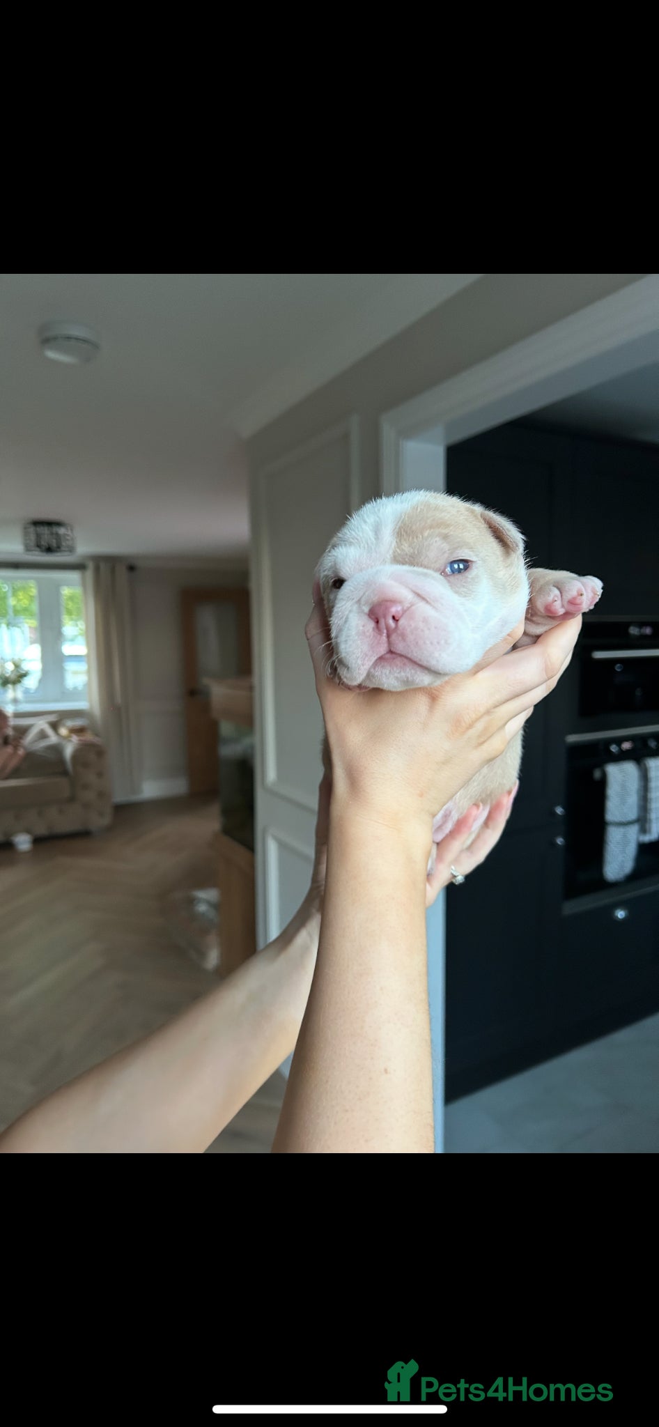 English Bulldog dogs for sale: Beautiful little of 3 English bulldogs  in Consett - Advert 4
