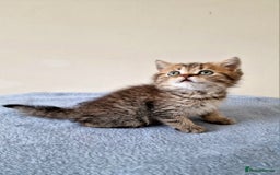 British Shorthair cats for sale: 3 beautiful british shorthair kittens 🥰 - Image 18