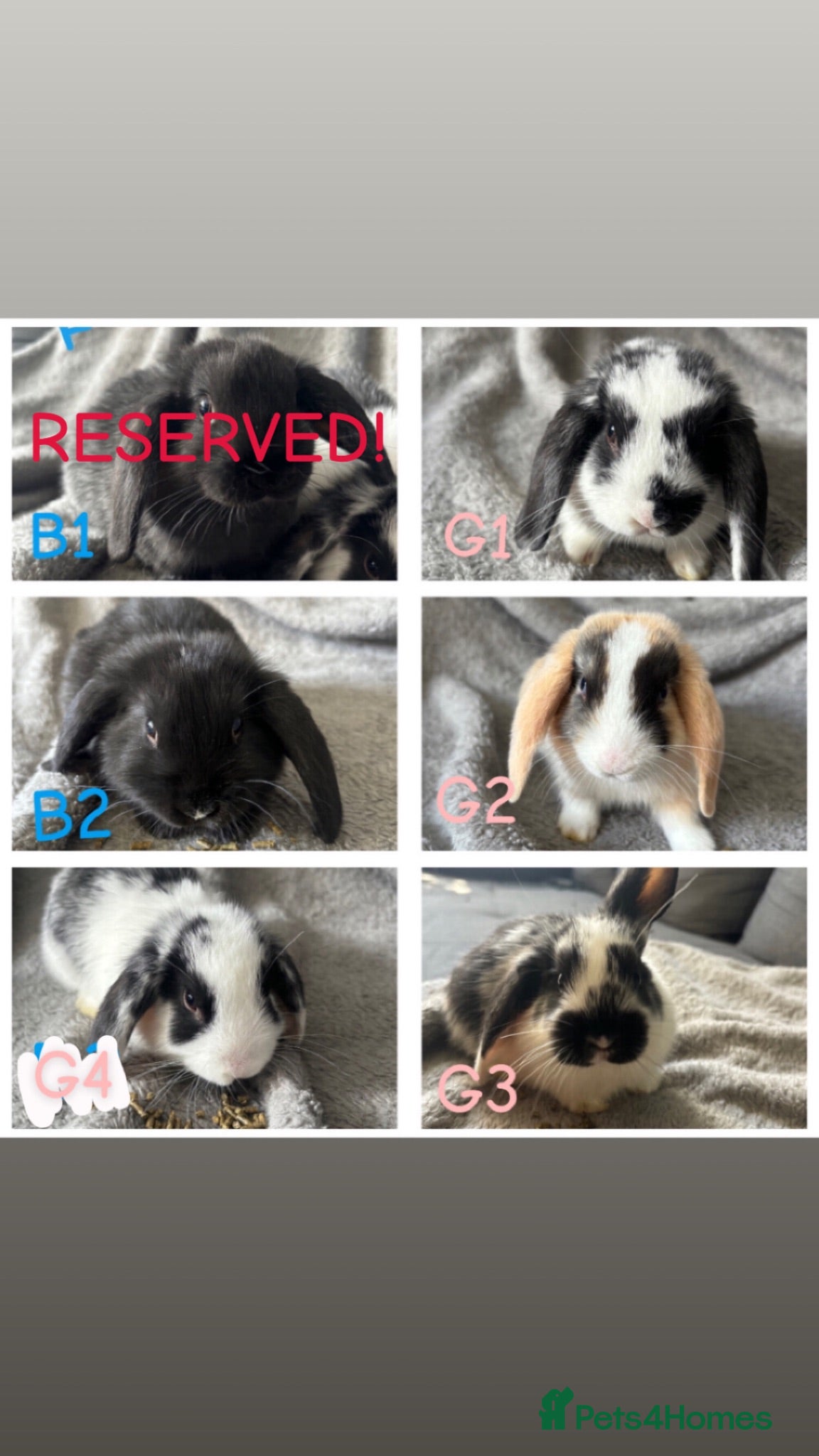 Mini Lop rabbits Beautiful mini lops available now🐰 - Advert 17