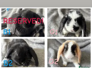 Mini Lop rabbits MINI LOPS READY TOMORROW🐰💗 - Advert 1