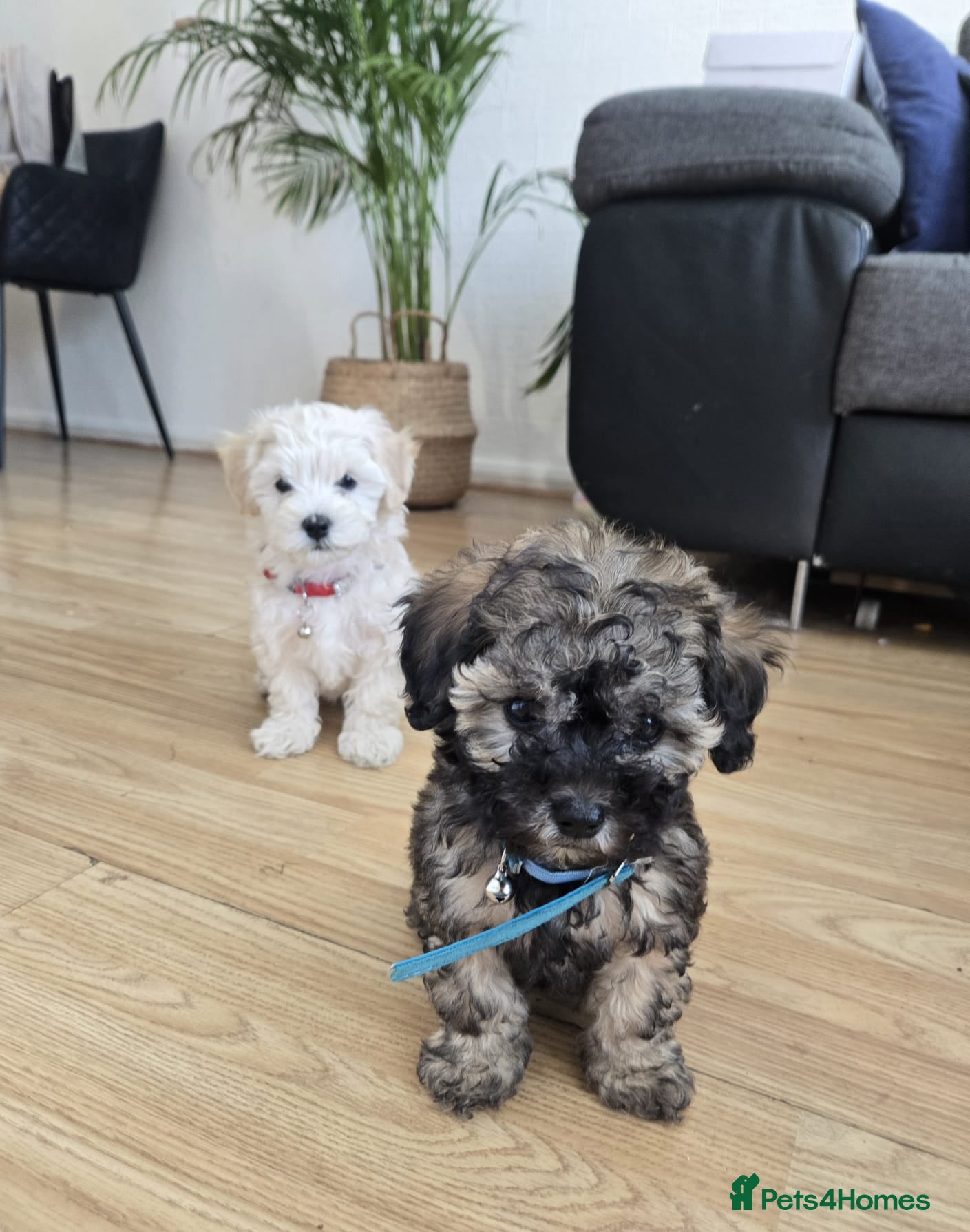 Maltipoo dogs (READY TO GO) Maltipoo Puppies - Advert 11
