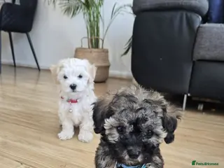 Maltipoo dogs (READY TO GO) Maltipoo Puppies - Advert 4