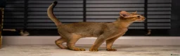 Abyssinian cats for sale: Majestic Abyssinian Boy-READY NOW-Champion Line - Advert 13