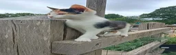 Mixed Breed cats for sale: Tri-coloured female kitten - Advert 5