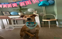 Lurcher dogs for sale: Reggie💙  - Image 7