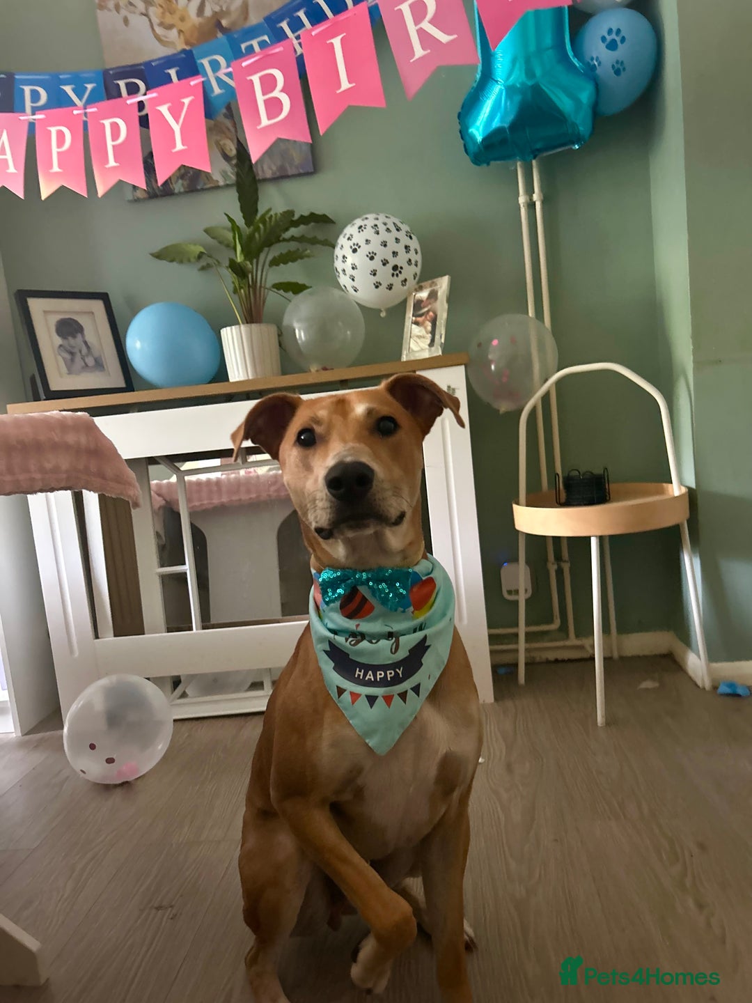 Lurcher dogs for sale: Reggie💙  - Image 7