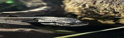 Python Snake reptiles for sale: Male VPI axanthic royal python in London - Advert 2