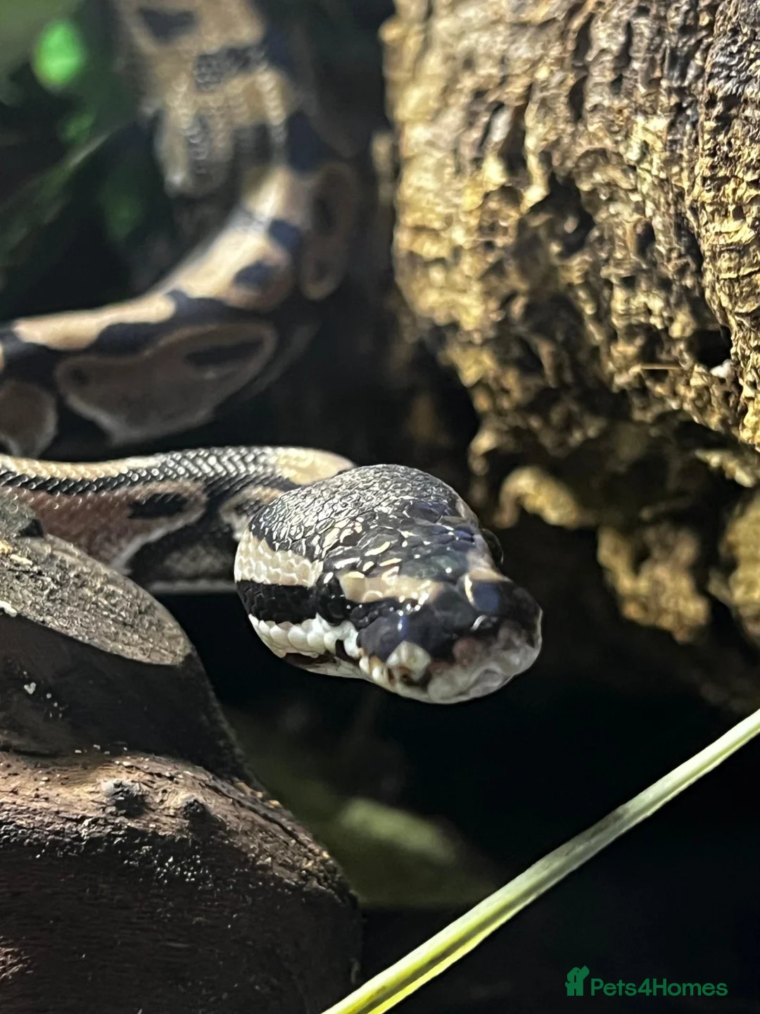 Python Snake reptiles for sale: Male VPI axanthic royal python in London - Advert 2
