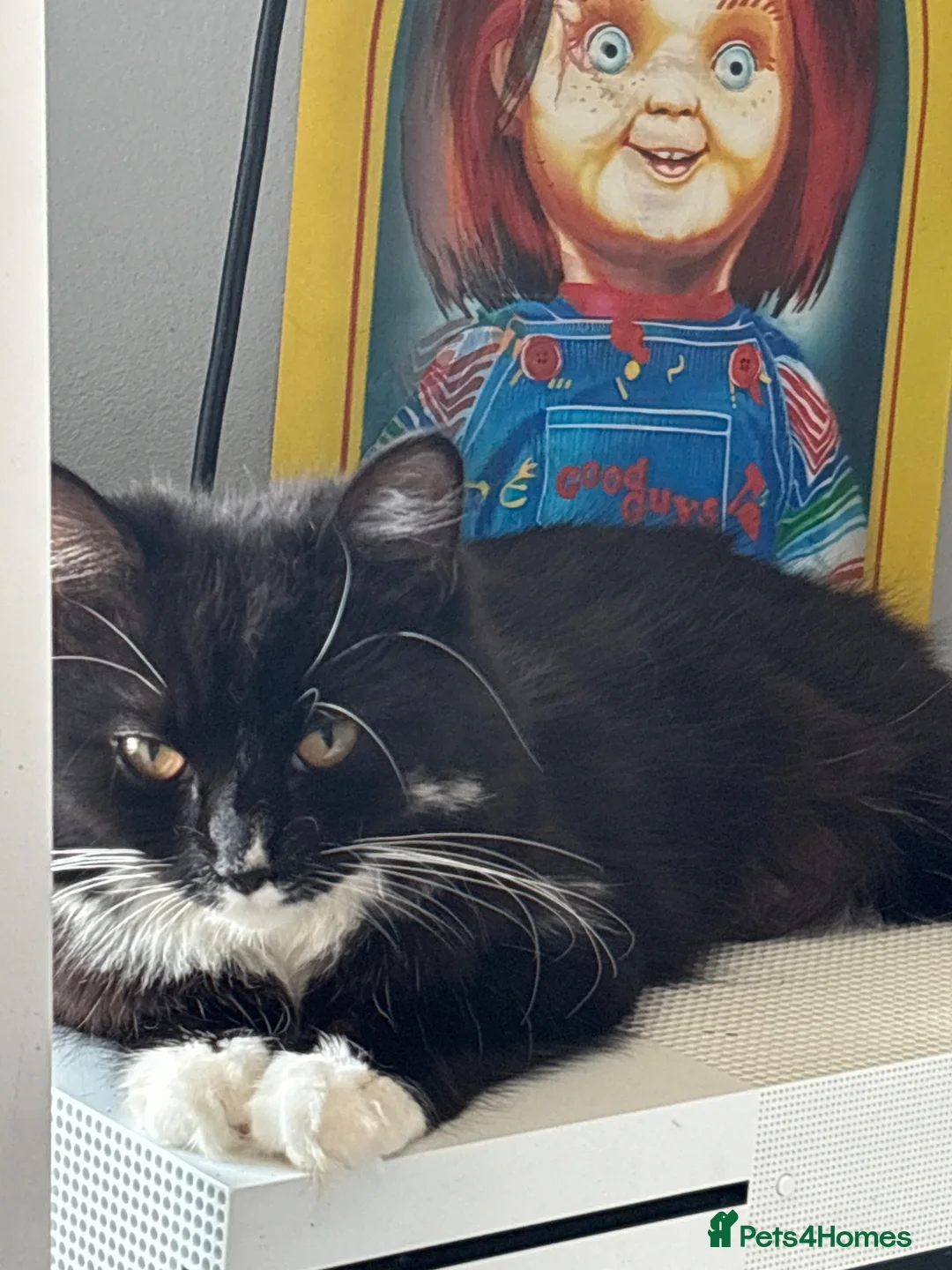 Mixed Breed cats for sale: 2 female kittens for sale  in Pershore - Advert 2