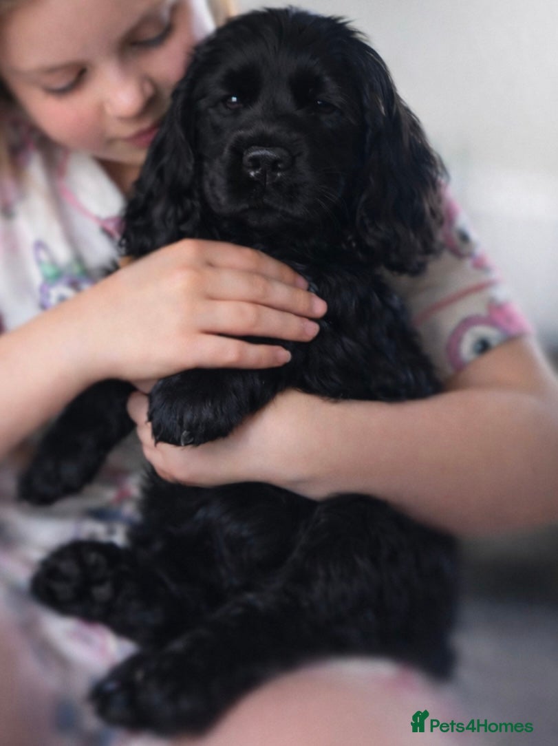 Cocker Spaniel dogs FAMILY RAISED SHOW TYPE COCKER READY NOW  - Advert 5