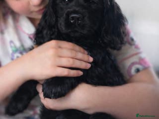 Cocker Spaniel dogs FAMILY RAISED SHOW TYPE COCKER READY NOW - Advert 9