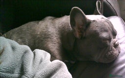 French Bulldog dogs for sale: FRENCH BULLDOG PUPPYS - Image 1