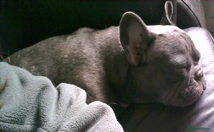 French Bulldog dogs - Advert 11