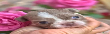 Chihuahua Puppy 2