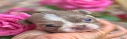 Chihuahua dogs for sale: Quality Chihuahua babies - Advert 7