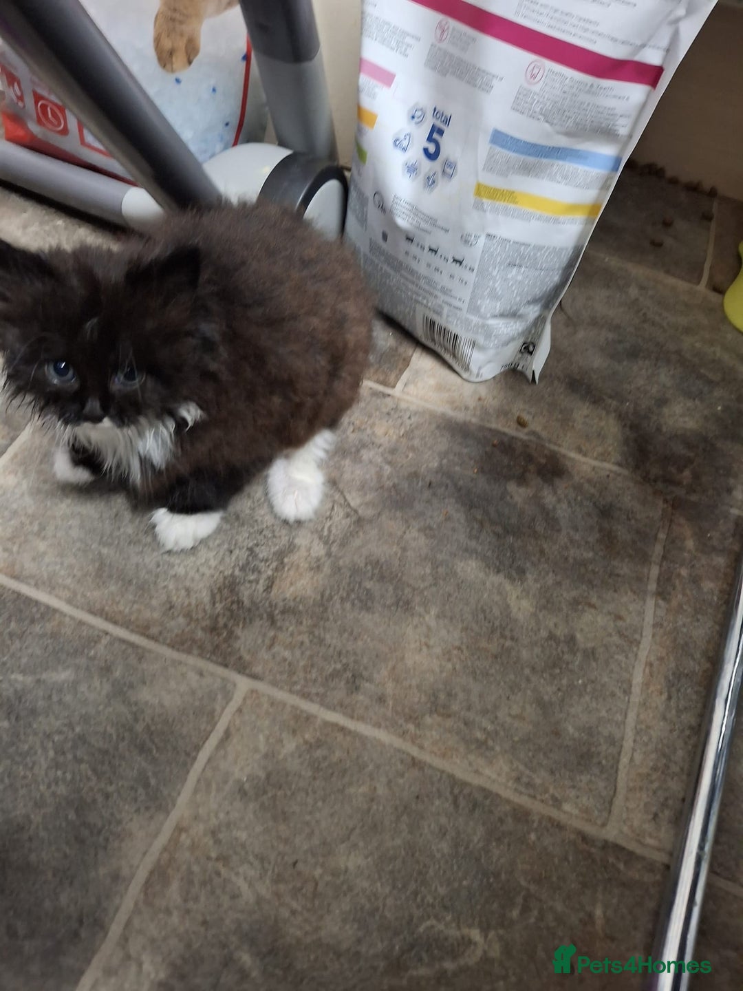 Mixed Breed cats for sale: For sale kittens 😸 ♥️  - Advert 5