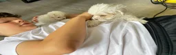 Maltipoo dogs for sale: Tiny maltipoo puppies  - Advert 3