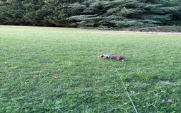 Miniature Dachshund dogs for sale: Milo the miniature dachshund  - Image 5