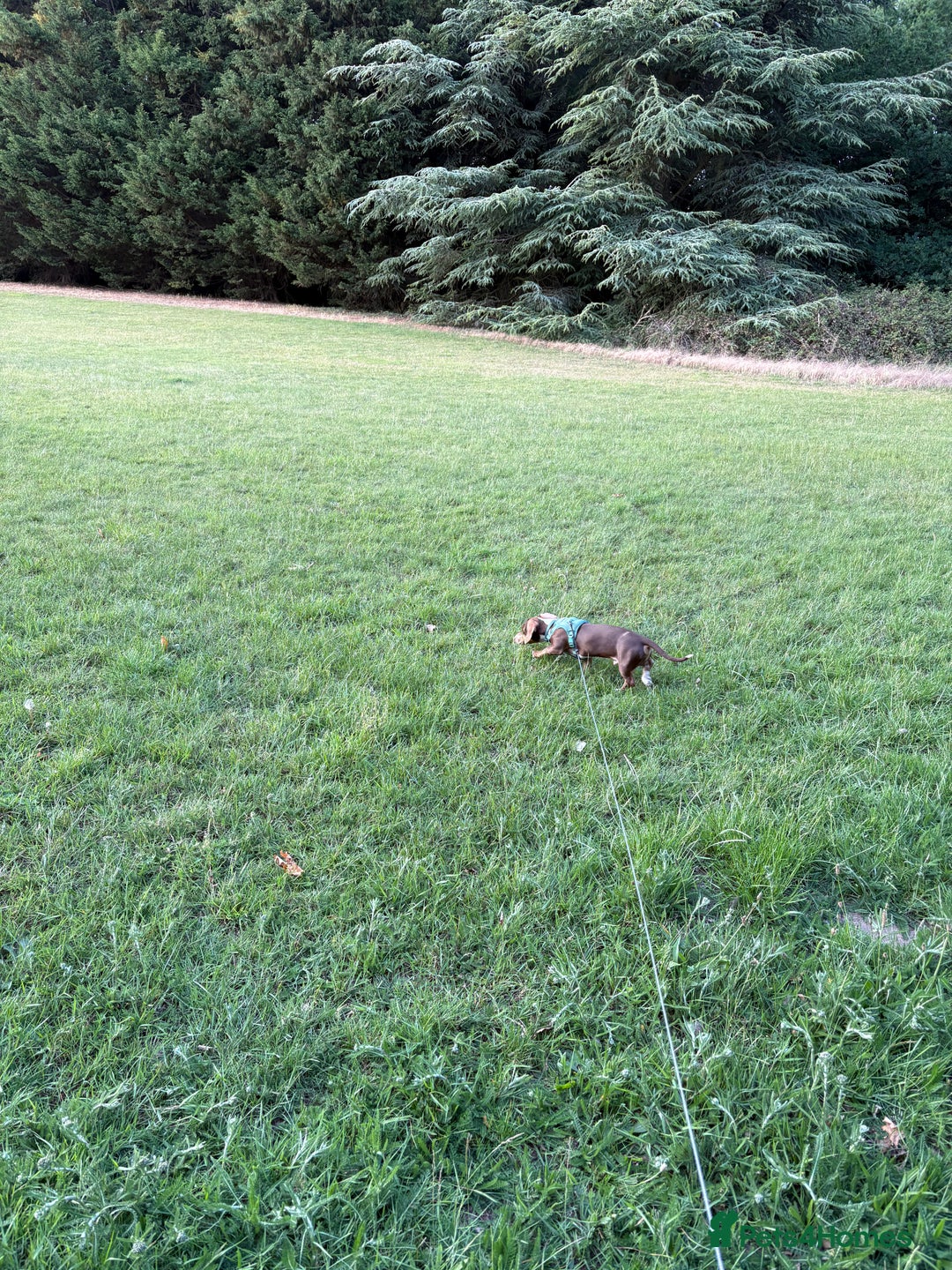 Miniature Dachshund dogs for sale: Milo the miniature dachshund  - Image 5