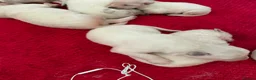 German Shepherd dogs for sale: Outstanding KC White long haired GSD pups  in Catterick Garrison - Advert 7