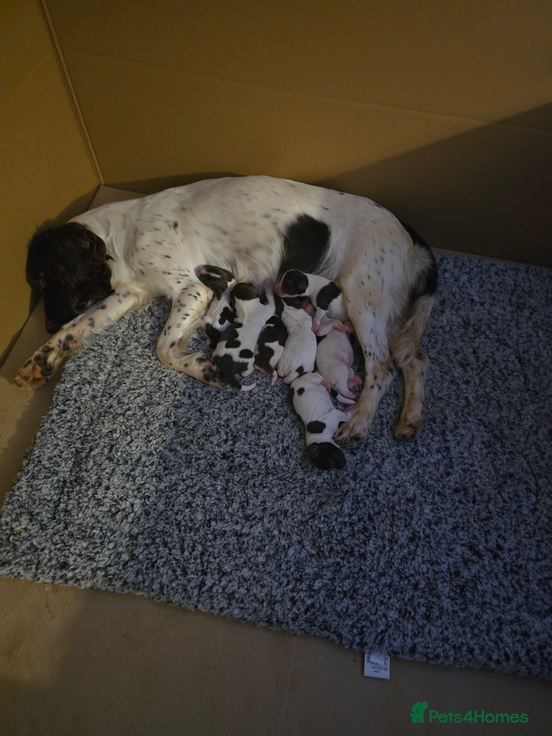 English Springer Spaniel dogs for sale: Mr d barton - Image 1
