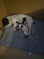 English Springer Spaniel dogs - Advert 8