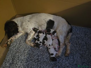 English Springer Spaniel dogs - Advert 6