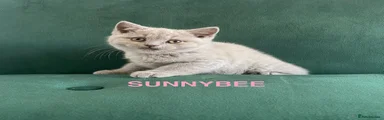 SUNNYBEE