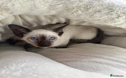 Siamese cats for sale: Siamese kittens - girls  - Image 18