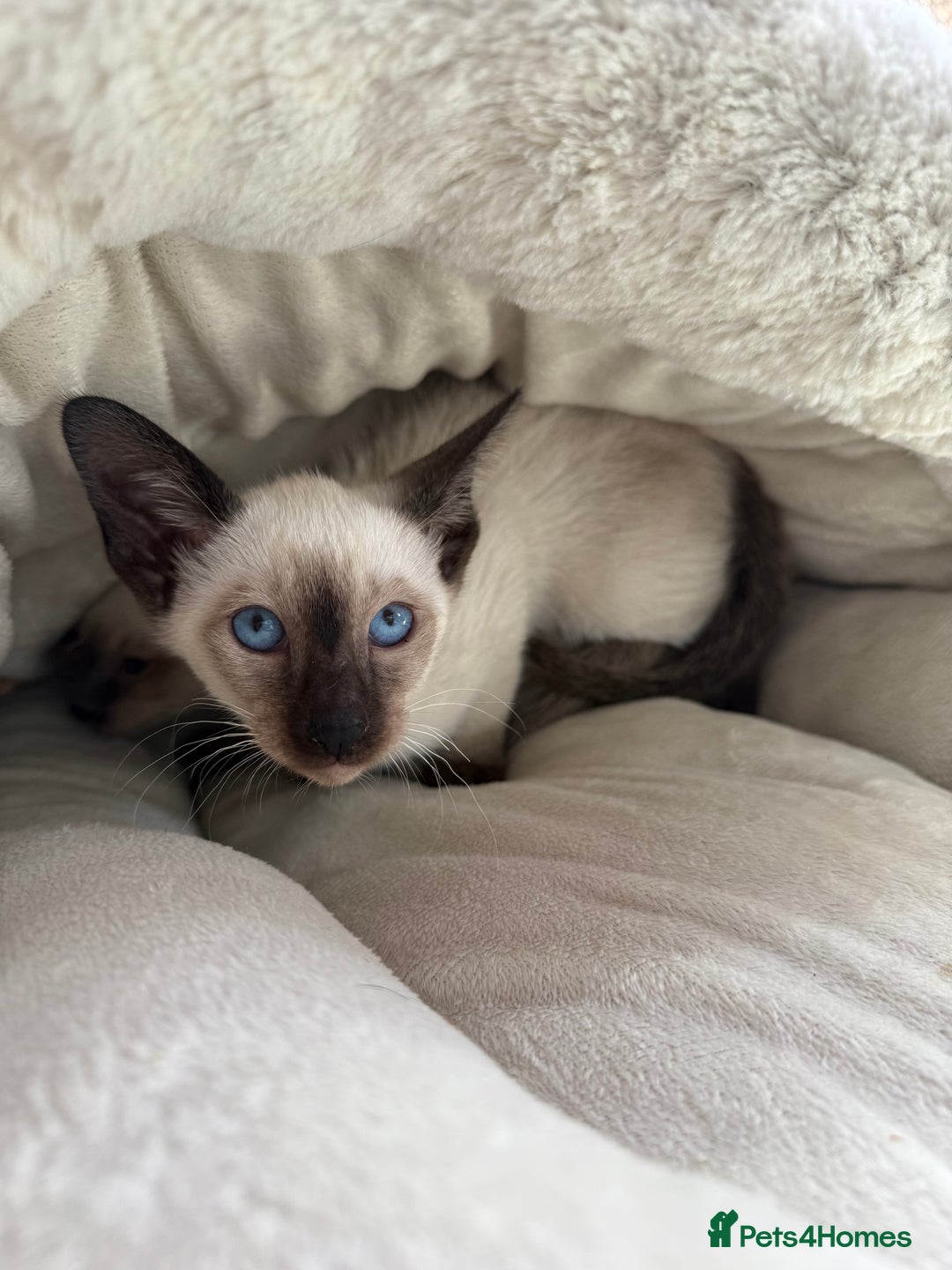 Siamese cats for sale: Siamese kittens - girls  - Image 18