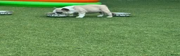 French Bulldog dogs for sale: Last girl available  - Advert 9