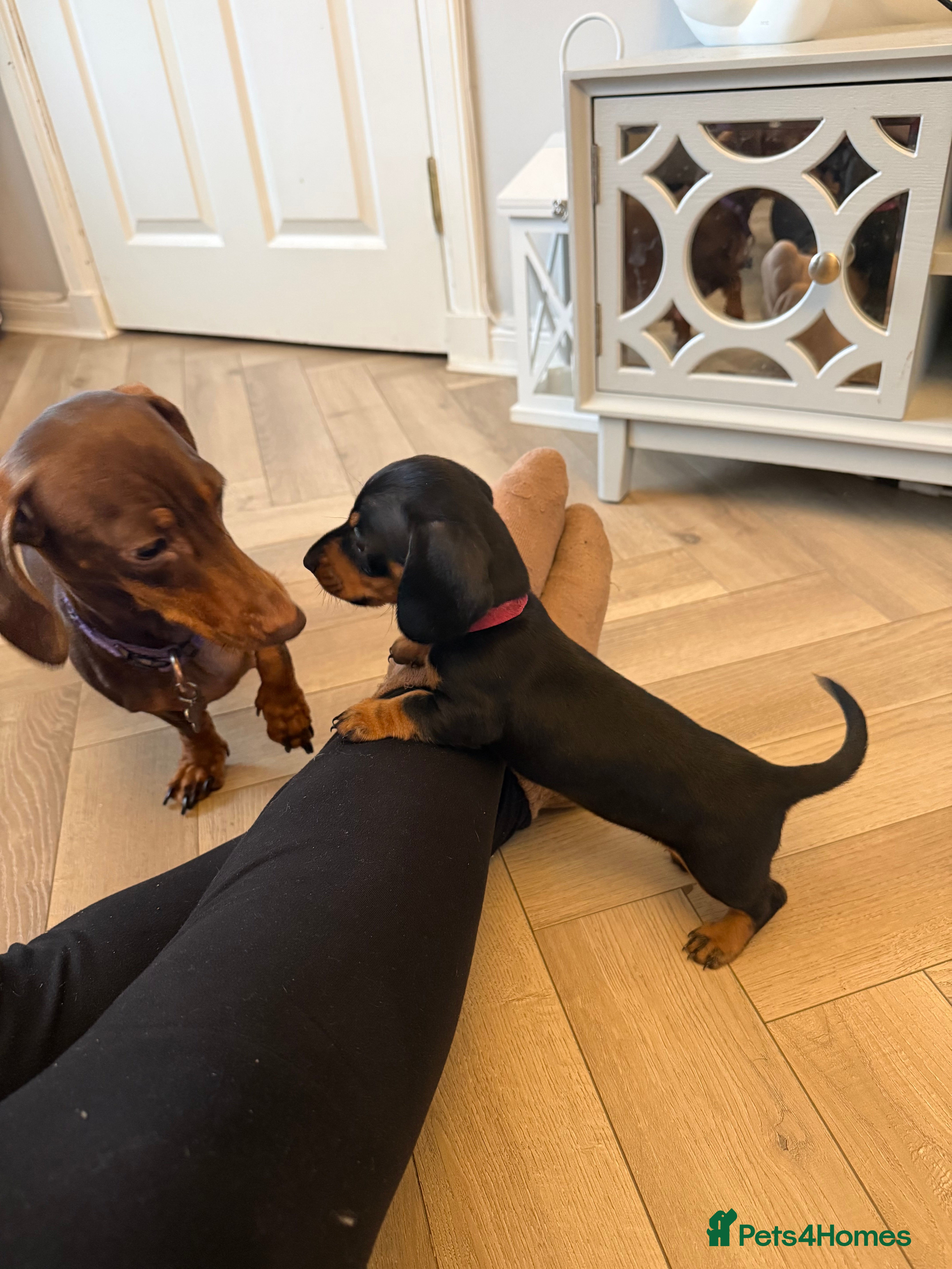 Miniature Dachshund dogs Black and Tan Miniature Dachshund Puppies  - Advert 16