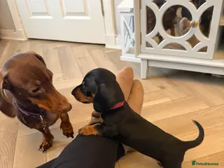 Miniature Dachshund dogs Black and Tan Miniature Dachshund Puppies - Advert 16