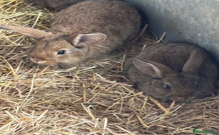 Continental Giant rabbits - Advert 1