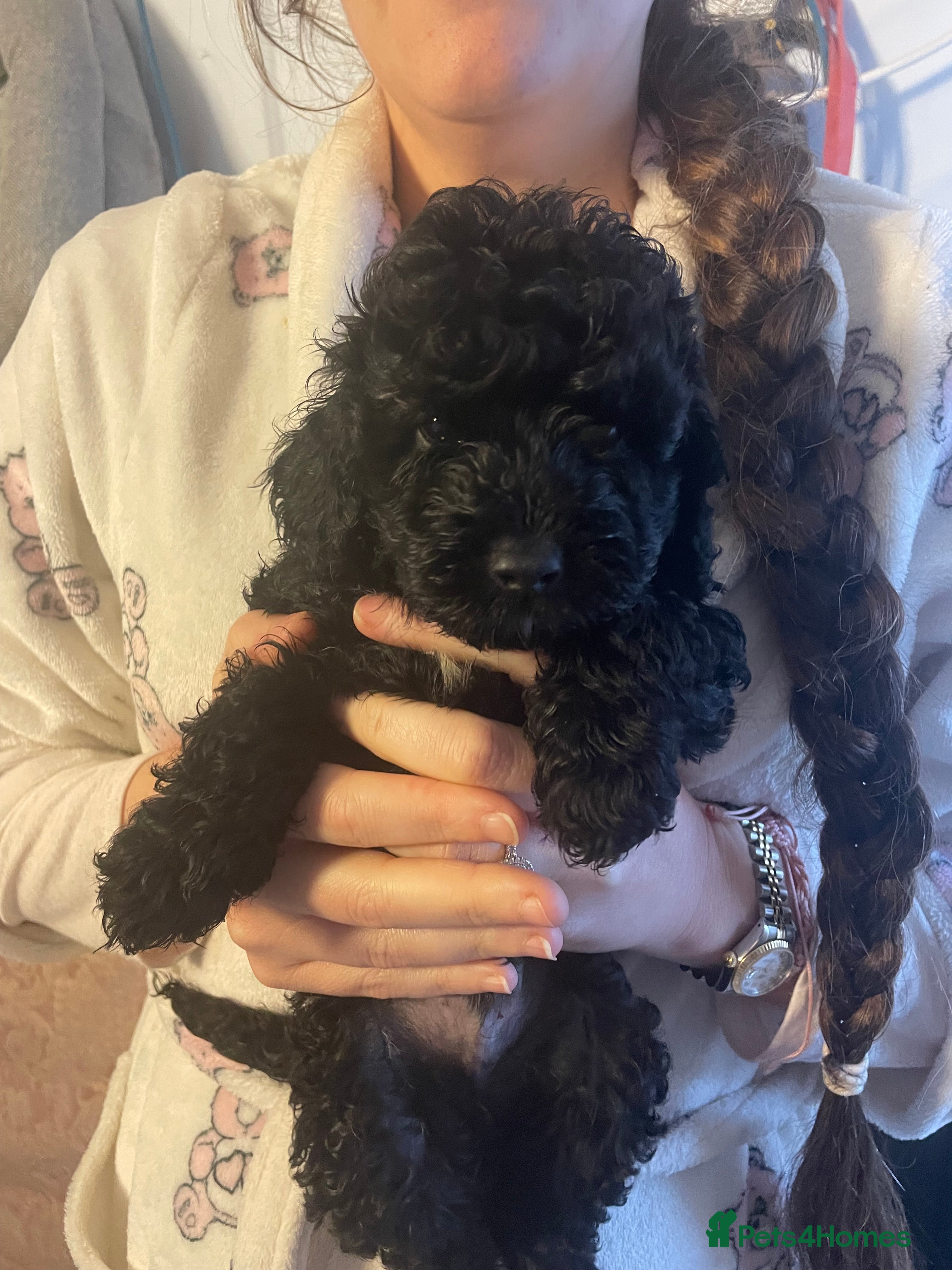 Cockapoo dogs  cockapoo boy - Advert 3