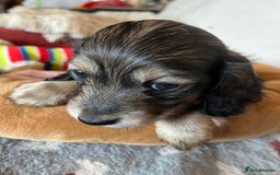 Miniature Dachshund dogs for sale: Miniature Longhaired Dachshunds ready 10.12.25 - Advert 17