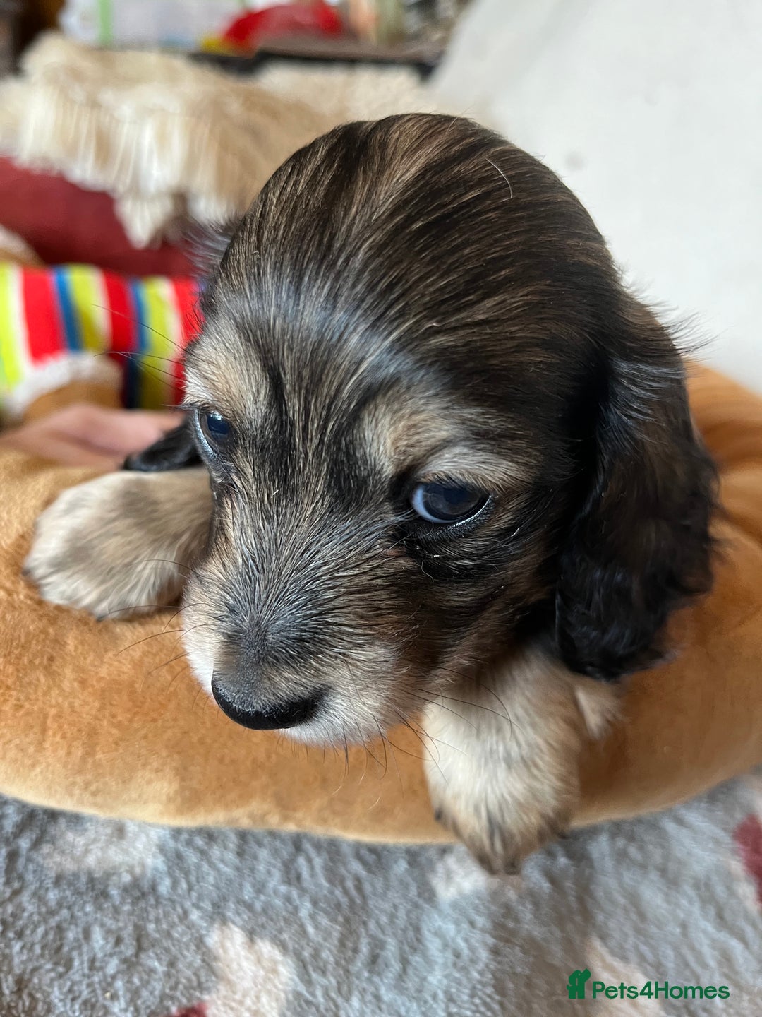 Miniature Dachshund dogs for sale: Miniature Longhaired Dachshunds ready 10.12.25 - Advert 17