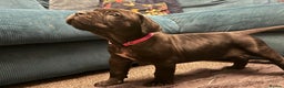 Cane Corso dogs for sale: Exceptional Quality Full Pedigree  - Advert 11