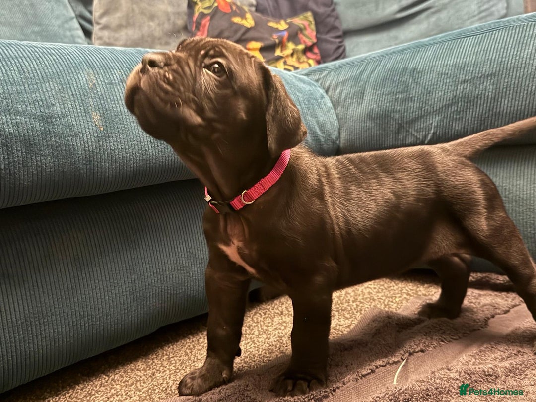 Cane Corso dogs for sale: Exceptional Quality Full Pedigree  - Advert 11