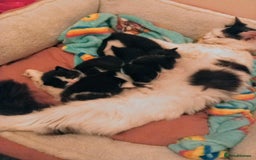 Mixed Breed cats for sale: Boy and girl kitten  - Image 3