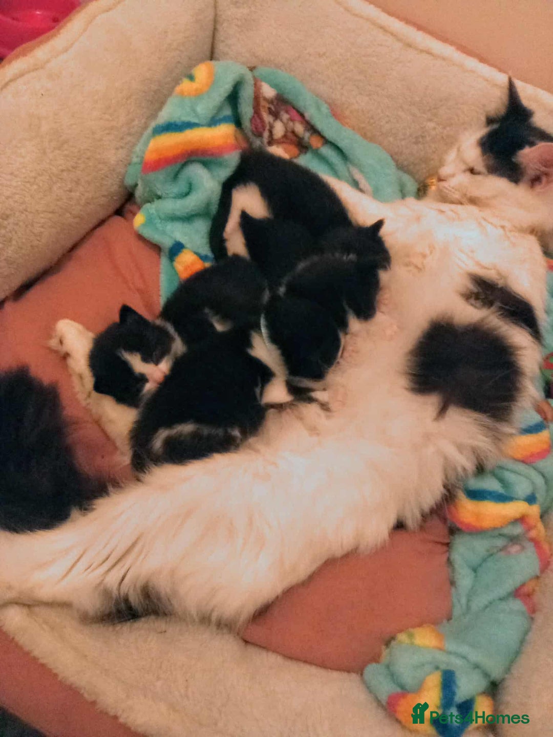 Mixed Breed cats for sale: Boy and girl kitten  - Image 3