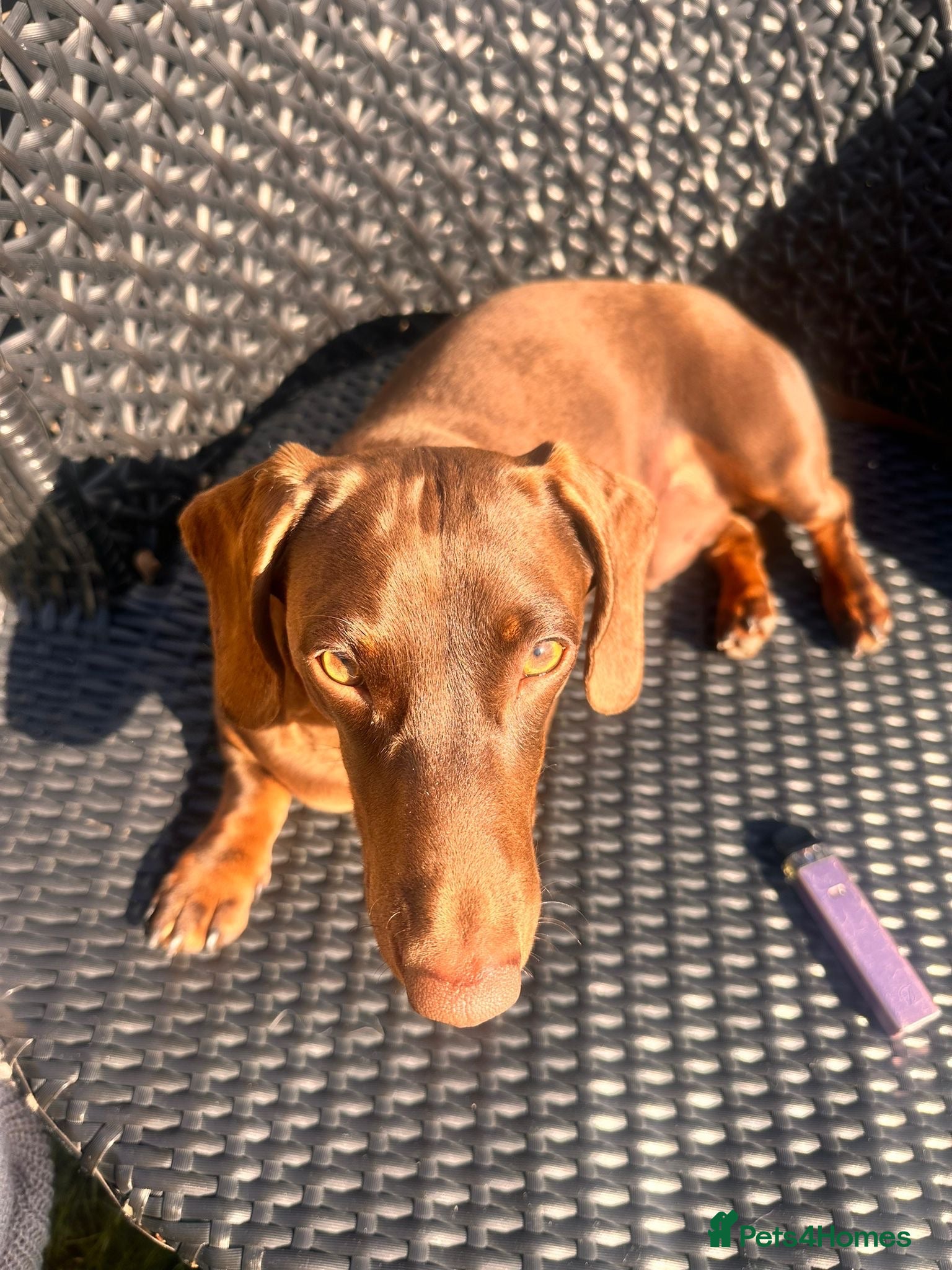 Miniature Dachshund dogs Chocolate Tan Miniature Dachund for Stud - Advert 1