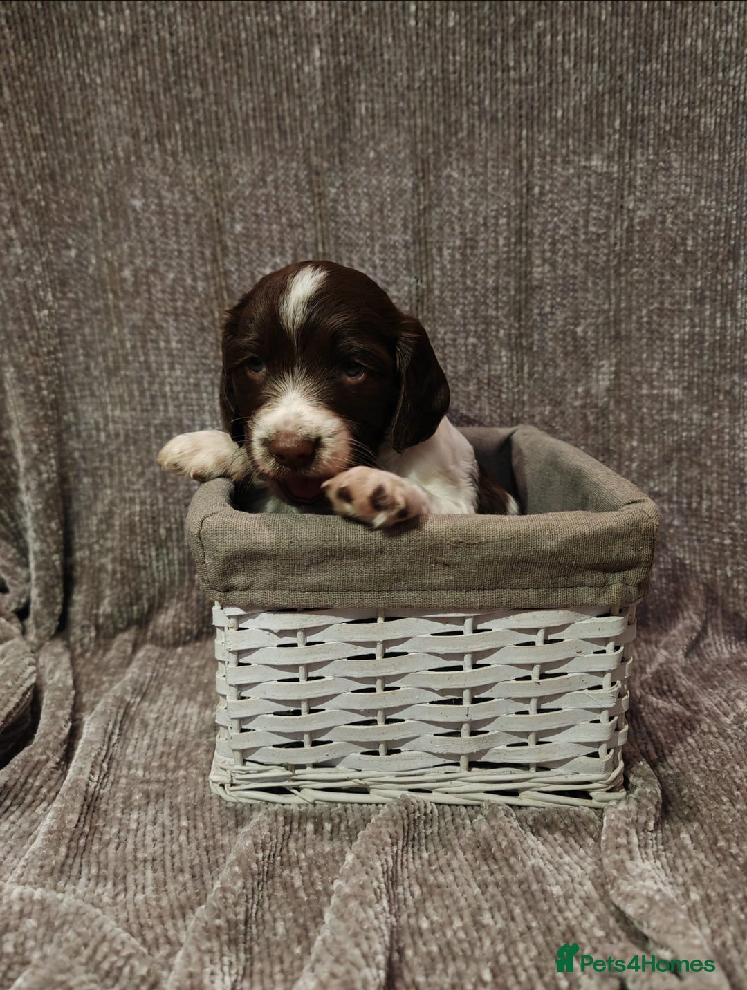 Sprocker dogs for sale: Exceptional F1B Sprocker puppy-male  - Advert 20