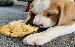 Beagle dogs for sale: Adorable Beagle Puppy - Image 4