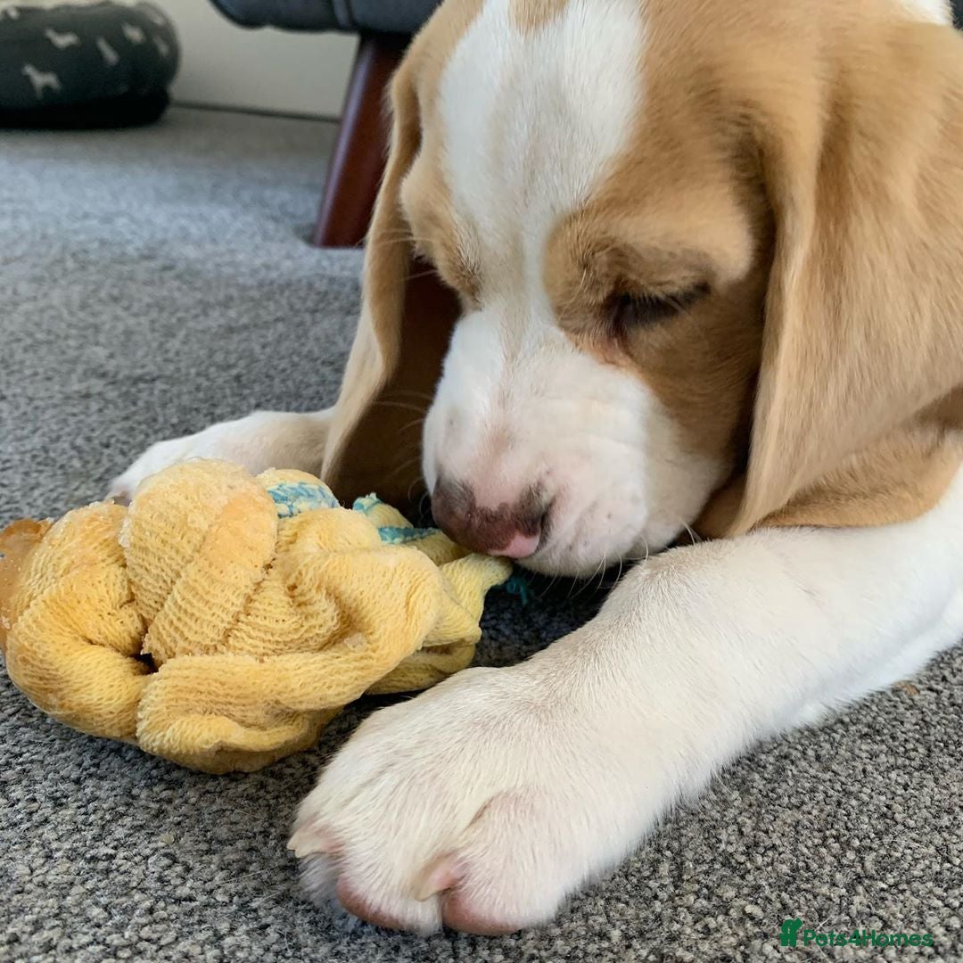 Beagle dogs for sale: Adorable Beagle Puppy - Image 4