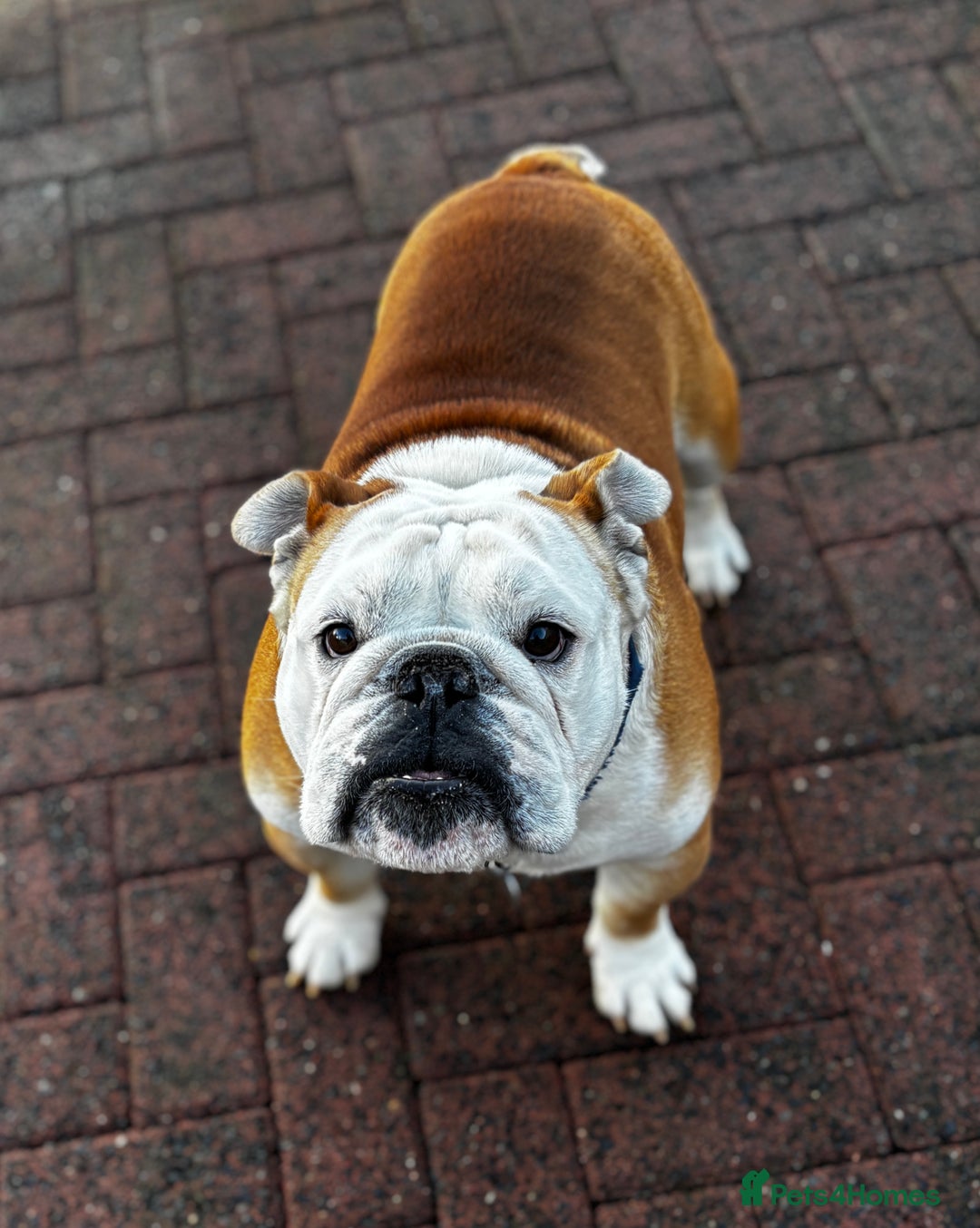 English Bulldog dogs for stud: Mr Belvedere English Bulldog available for stud in Carlisle - Image 10